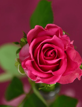 Mary Courtney Obituary